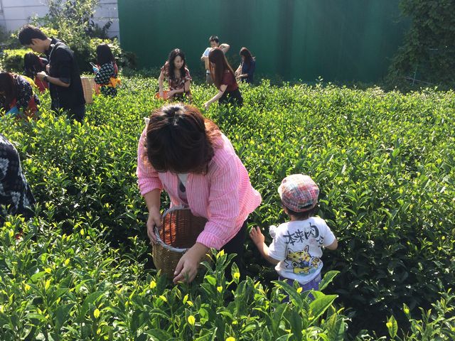 子供も連れにオススメお茶摘み体験_カフェレストラン「丸尾原」(ふじのくに茶の都ミュージアム内)