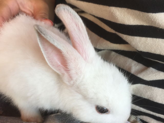 かみね動物園