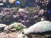 のんちゃんさんの白浜海中展望塔 (コーラルプリンセス)の投稿写真1