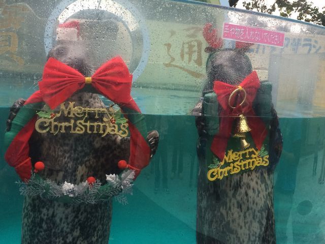 水雨ちゃんと海雨くん。クリスマスバージョン。_新屋島水族館