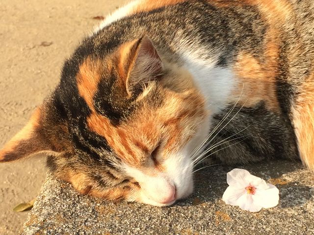 猫と桜。_尾道
