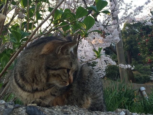 猫と桜。_尾道
