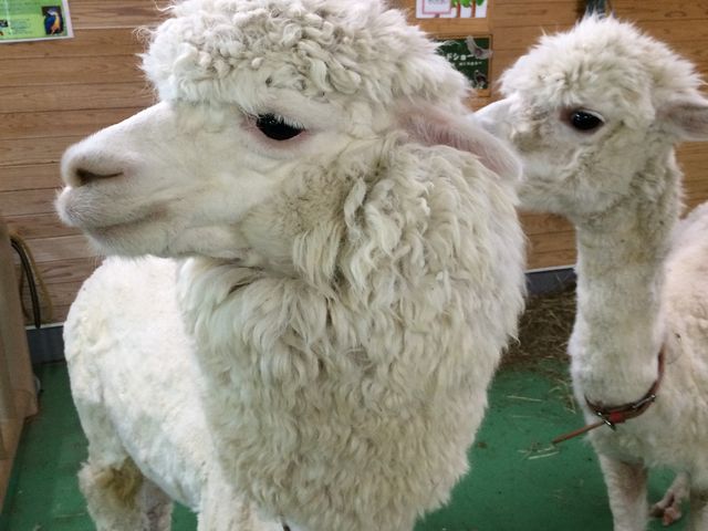 東武動物公園