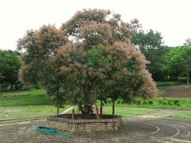 野草園の庭で…_山形市野草園