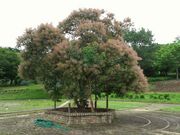 るみたさんの山形市野草園の投稿写真1