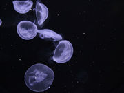 山里親父さんの魚津水族館の投稿写真2