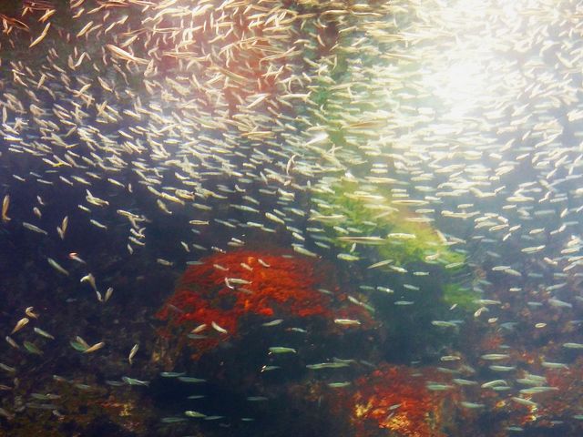 このキラキラ感がたまらない!_いおワールドかごしま水族館