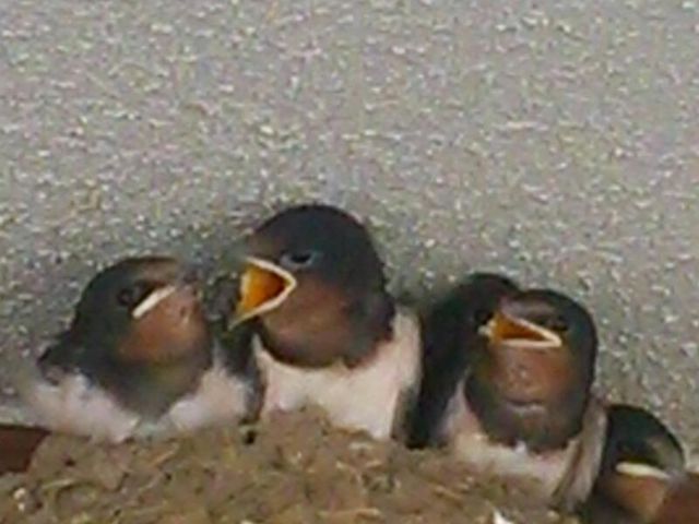 ちょっと散策すると、こんな可愛らしい姿も見受けられます。_強羅温泉