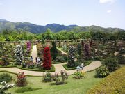 おぐさんの河津七滝ループ橋(七滝高架橋)の投稿写真1