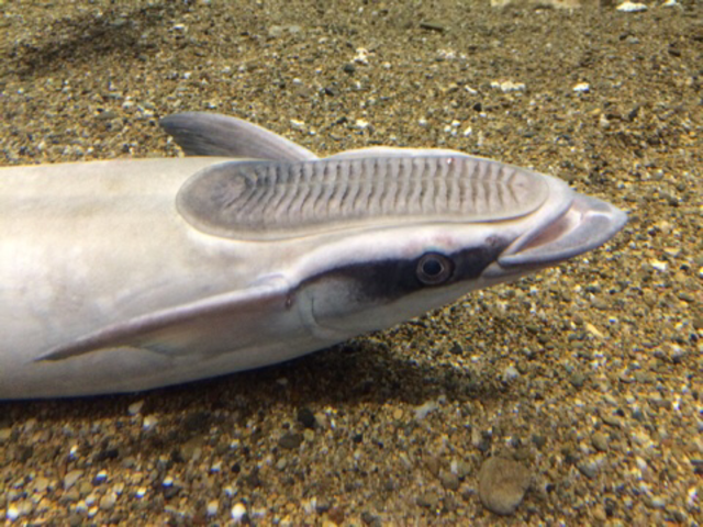 京大白浜水族館