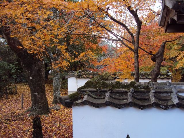 白壁に紅葉_普現寺