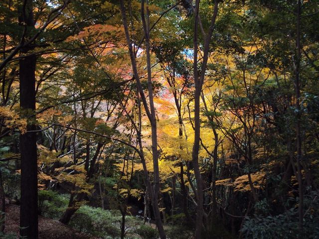 林間の紅葉_普現寺