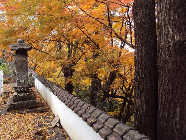 白壁越しの黄葉_普現寺
