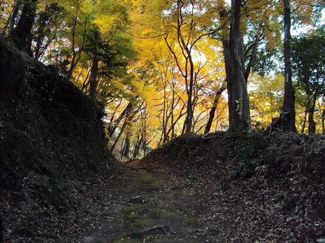 林道の上_普現寺