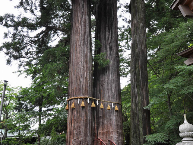これが「子宝の杉」_日枝神社