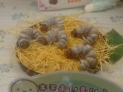 あつさんの小松屋の投稿写真1