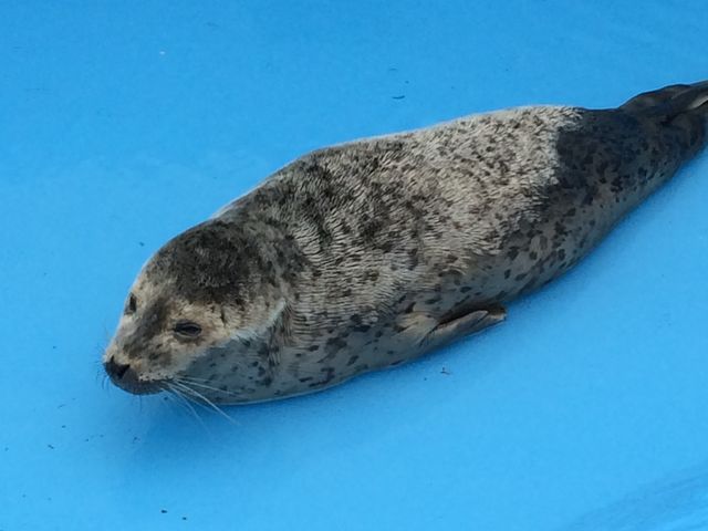 あざらしの赤ちゃん_ノシャップ寒流水族館