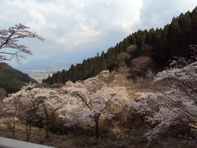 少し小ぶりな_高森峠の九十九曲り