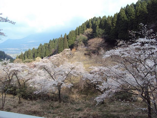 さくらが_高森峠の九十九曲り