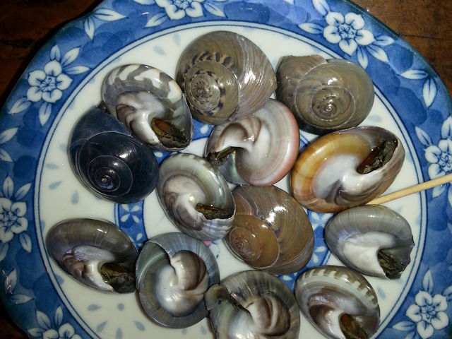 ナガラミ 絶対お勧めの一品です。_浜茶屋 やましょう