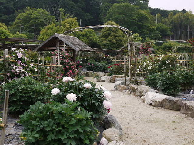 日野ダリア園_日野ダリア園