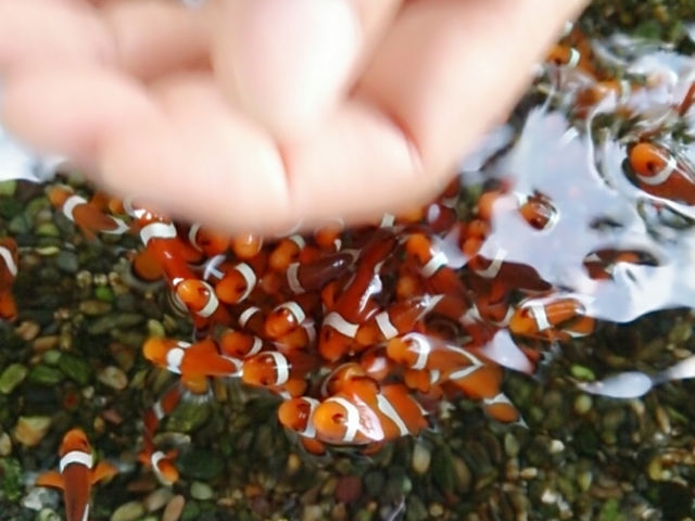 桂浜水族館
