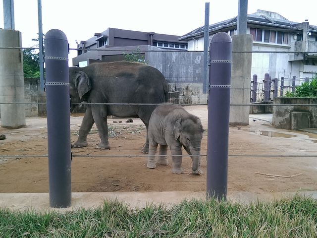 沖縄こどもの国 Okinawa zoo & museum