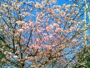 Happyさんの伊豆高原の桜並木の投稿写真1