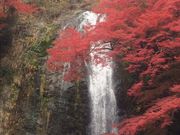 ☆ゆう☆さんの明治の森箕面国定公園(箕面の滝)の投稿写真1