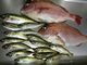 はな☆さんの海上釣堀まるちょうへの投稿写真2