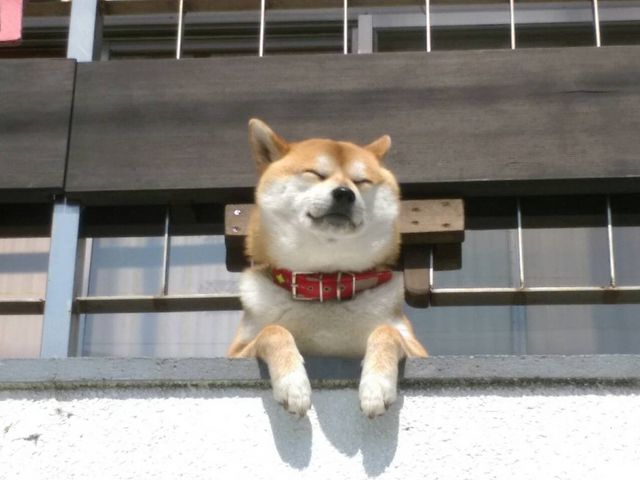 ホッコリしました〜_ペリーロード