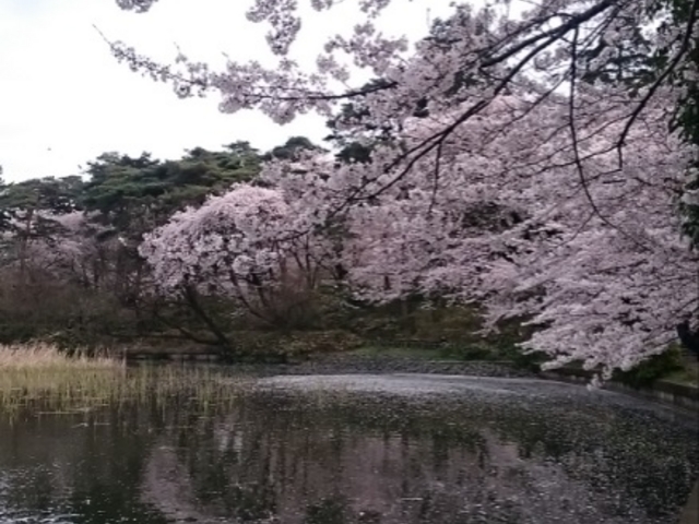 桜5_大宮公園
