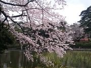 だいすっき!さんの大宮公園の投稿写真4