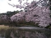 だいすっき!さんの大宮公園の投稿写真5