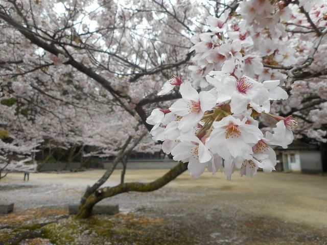 ま満開_箸蔵寺