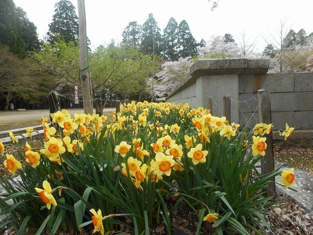 黄色い、すいせんもありました_箸蔵寺
