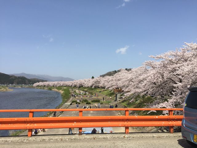 何本あるのかな?_桧木内川堤のソメイヨシノ