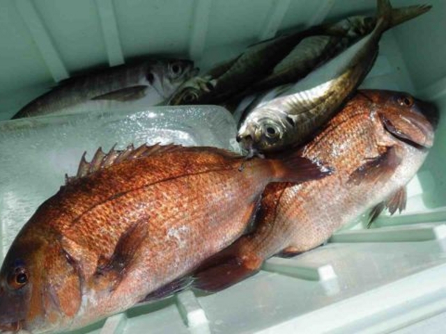 真鯛は30センチぐらいの食べごろです。_海上釣り堀太公望