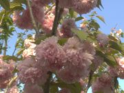 saly02さんの大村公園の投稿写真1