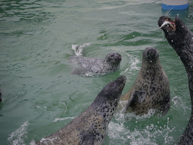 躍動感溢れるアザラシの魚キャッチです!_ノシャップ寒流水族館