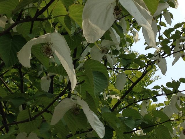 ハンカチの木_弘前城植物園