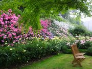 ニコちゃんさんのクレマチスの丘の投稿写真1