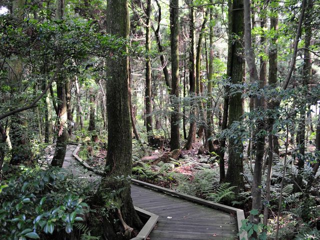 zunzuさんの杉沢の沢スギの投稿写真2