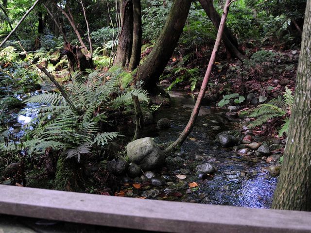 2008.8.4 3:30PM
杉沢の沢スギ水源の森_杉沢の沢スギ