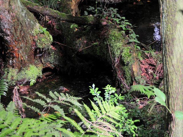 2008.8.4 3:30PM
杉沢の沢スギ水源の森_杉沢の沢スギ