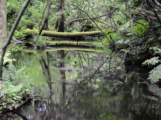 2008.8.4 3:30PM
杉沢の沢スギ水源の森_杉沢の沢スギ