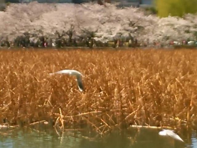 桜が咲く中、鳥が飛び交う。_不忍池