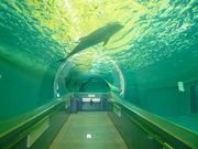マックさんの太地町立くじらの博物館の投稿写真5
