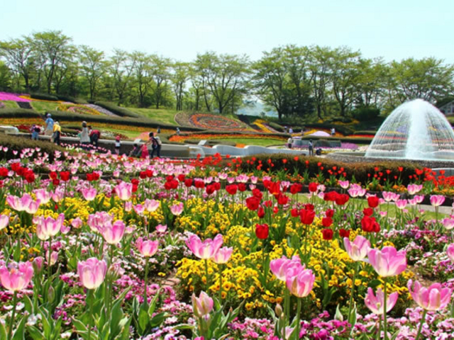国営みちのく杜の湖畔公園に彩るお花_国営みちのく杜の湖畔公園