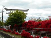 北蓮さんの長岡天満宮(八条ヶ池)のキリシマツツジの投稿写真1